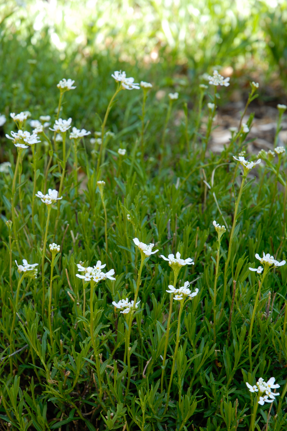 Snowflake Candytuft